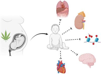 Prenatal cannabinoid exposure: why expecting individuals should take a pregnancy pause from using cannabinoid products